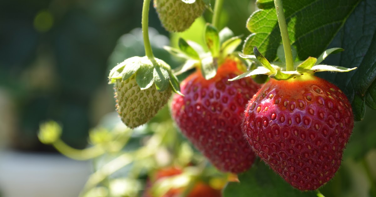 Ison's Through The Grapevine Strawberry Plugs How to plant and grow strawberry plugs
