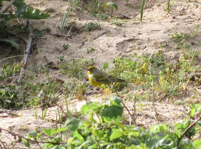 Citril Finch - Holkham, Norfolk