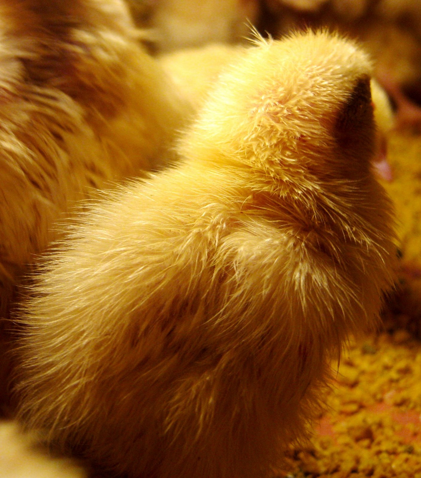 Ummiza Agrofarm Puyuh Putih Japonica Coturnix Quails