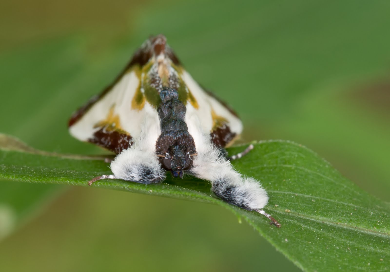 Wood Nymph Moth