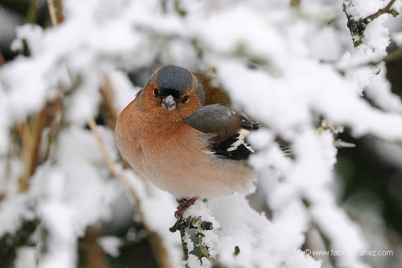 Les oiseaux : la passion de Marylou 79100pinson+des+arbres