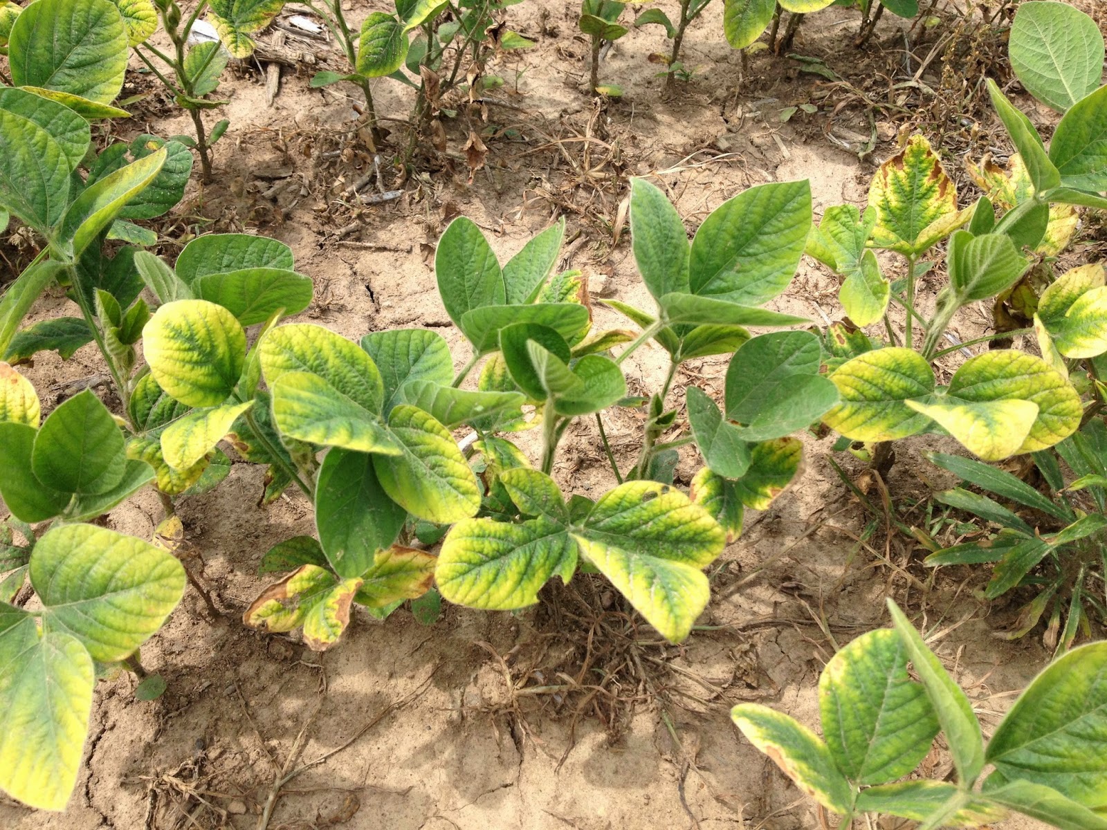 Grain Crops Update Kentucky's No. 1 Nutrient Deficiency in Soybeans