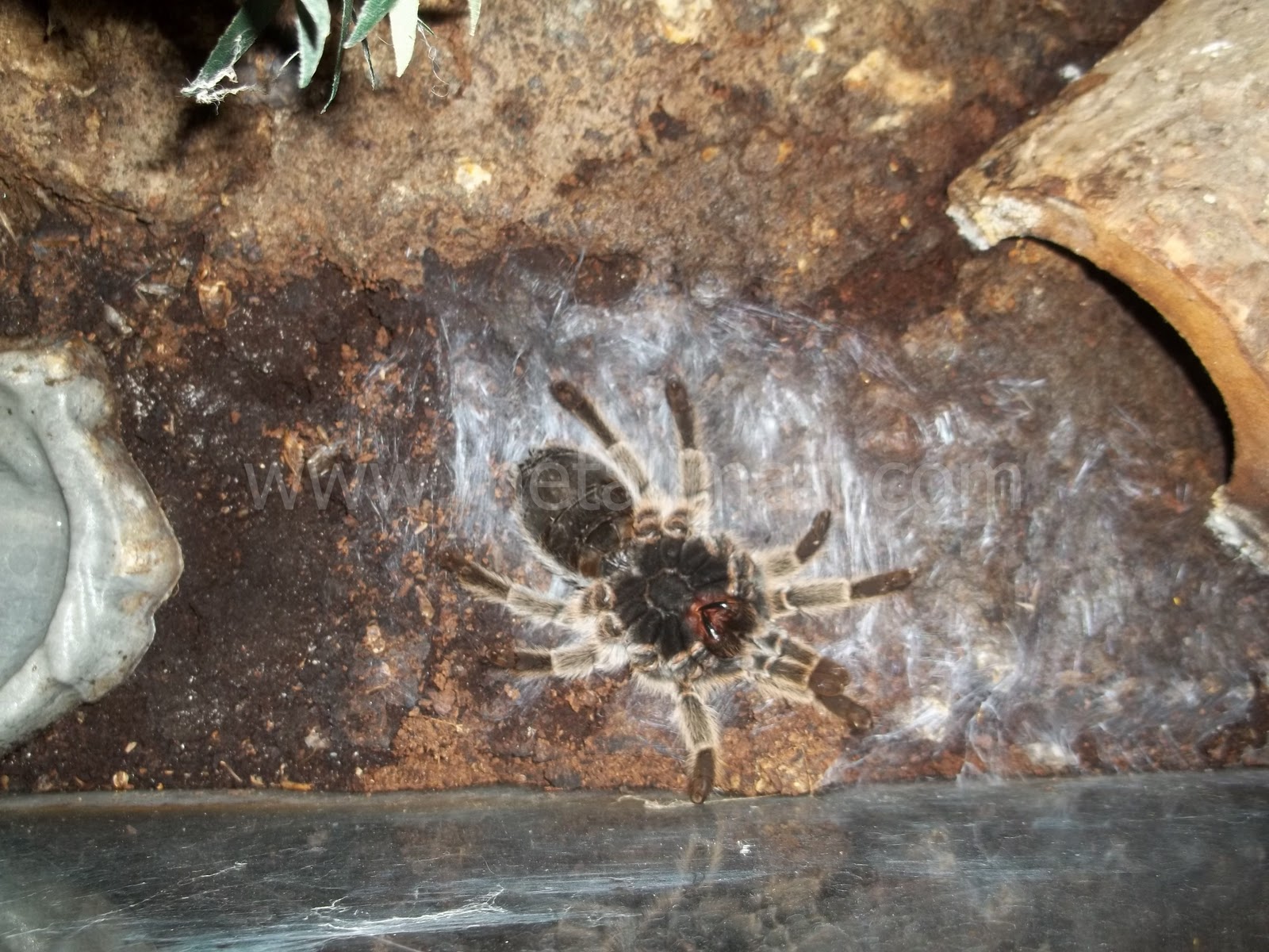 Molting Tarantula