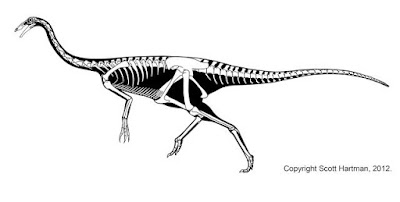 Ornithomimus skeleton