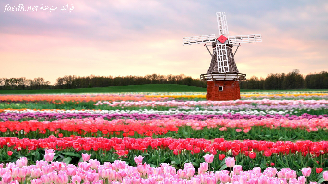 Tulip Fields in the Netherlands holland faedh.net