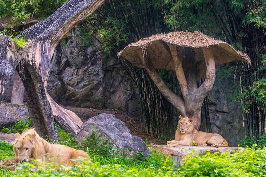 Chiang Mai Zoo. Part Two