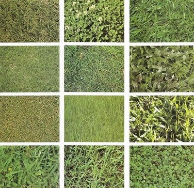 jardinitis: Botánica de las especies cespitosas