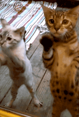 Funny cats - part 55 (30 pics + 10 gifs) | Amazing Creatures
