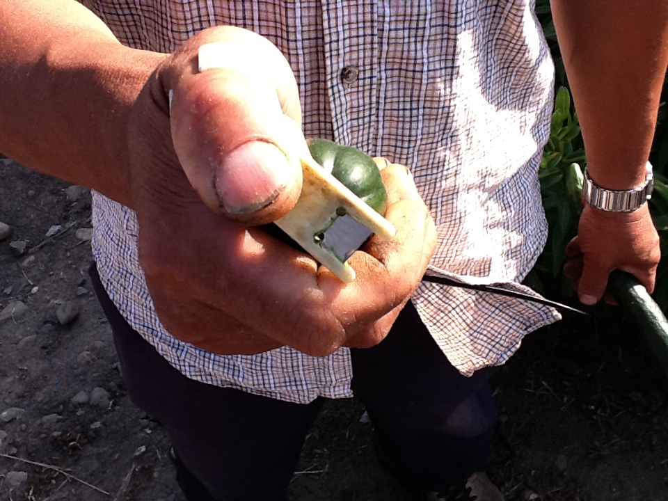 たいきゅうのこだわり きゅうりカッター