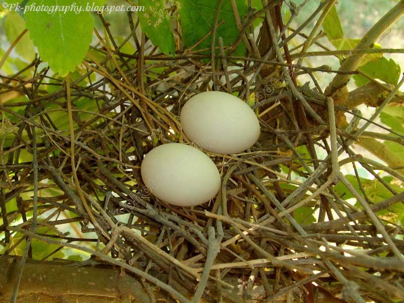 Dove Nest Nature, Cultural, and Travel Photography Blog