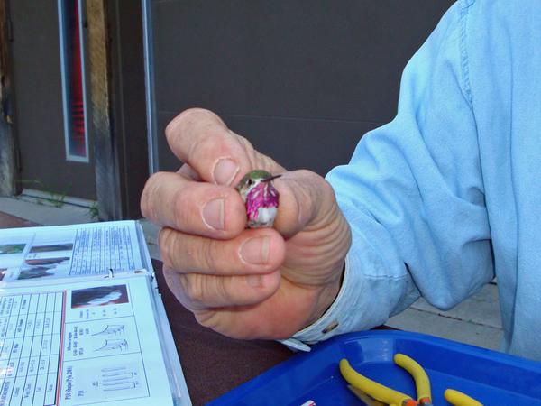 18 Hewan Terkecil Di Dunia