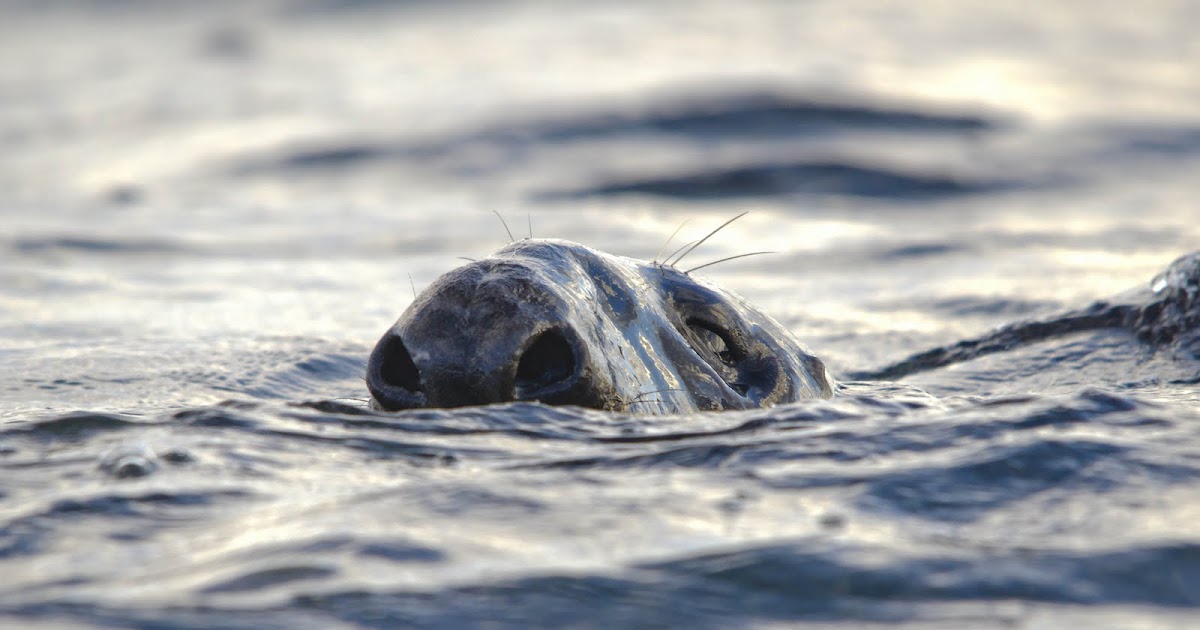Grey Seals of the West Country Exhale Diving