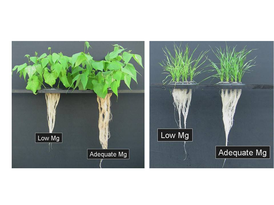 Managing Plant Nutrients Magnesium A Element