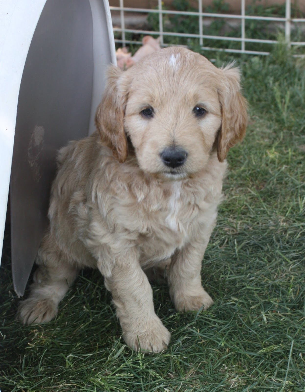 In The Company of Goldendoodles Red collar puppy)