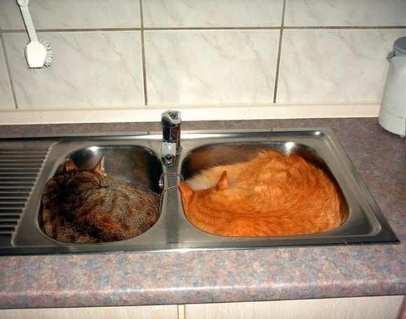 cats in sinks, cute cat pictures, adorable cat pictures, cat in sink pictures, cat pictures, kitten, funny cats