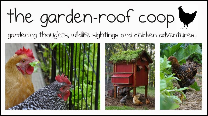 the garden-roof coop