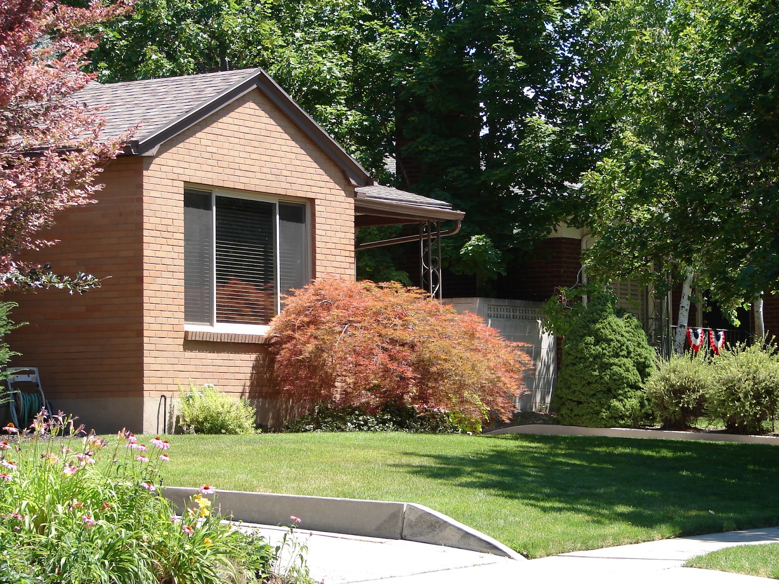 New Utah Gardener: Japanese Maples - For Color, Texture and Interest!
