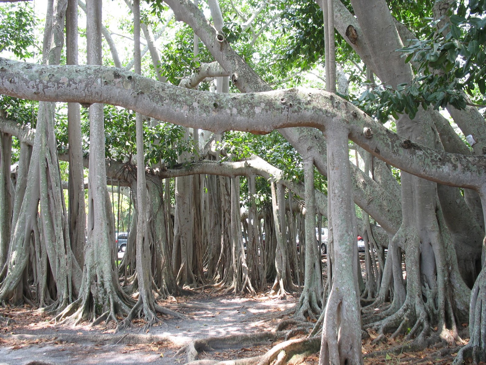 Artipelago Beautiful Banyan Trees