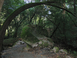 Trees arch over the John Nicholas Trail and a mossy boulder in Sanborn County Park.