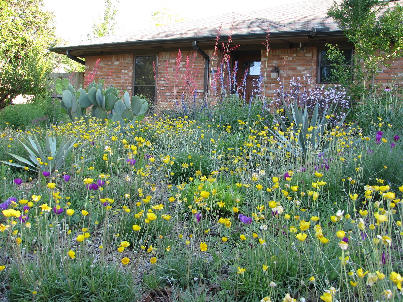 Plano Prairie Garden National Wildflower Week