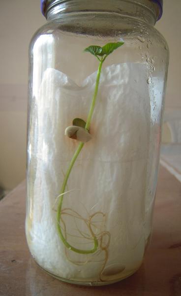 All That's Goood: Roots and Shoots