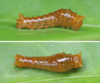 Papilio demolion, 2nd instar. Credit: Horace Tan (Permission Obtained)