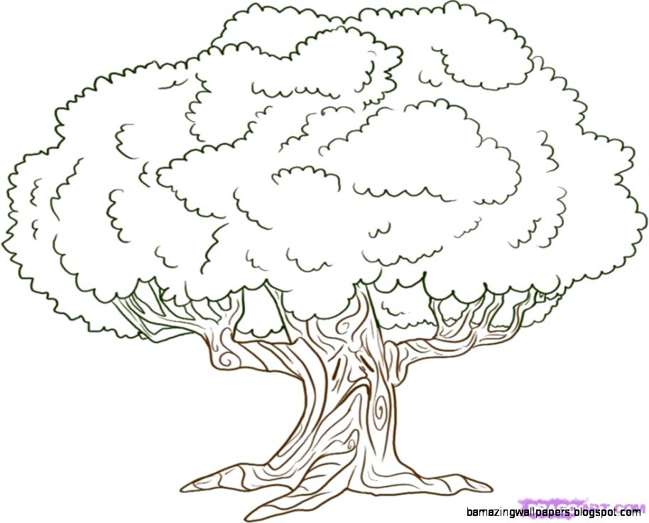 Simple Oak Tree Drawing Images galleries Simple Oak Tree Drawing Images galleries