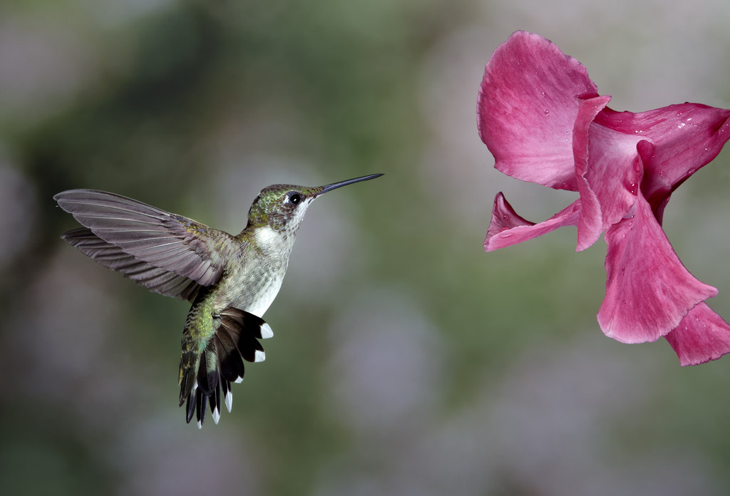 Hummingbird - Wild Life Planet