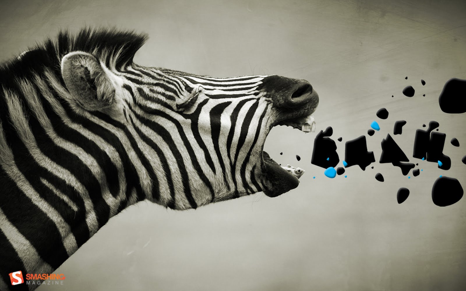 zebra wallpaper for computer