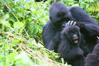 Entagered Mountatin Gorillas of Bwindi, Uganda