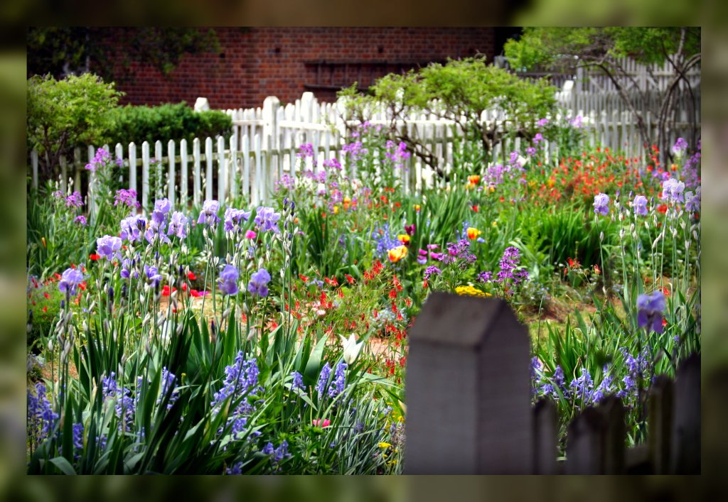 Living In Williamsburg, Virginia Flower Garden In Colonial