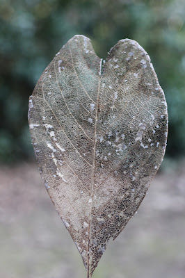 heart shaped leaf