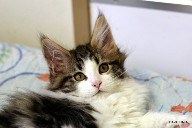 Cavallino 猫 ねこ ネコ さよならぶーちゃん と ぐりぐら成長記