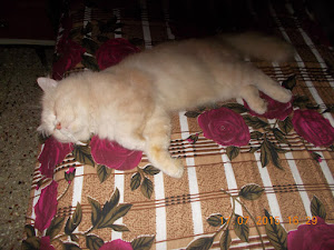 CAT SNOOZE ON THE OWNERS BED !