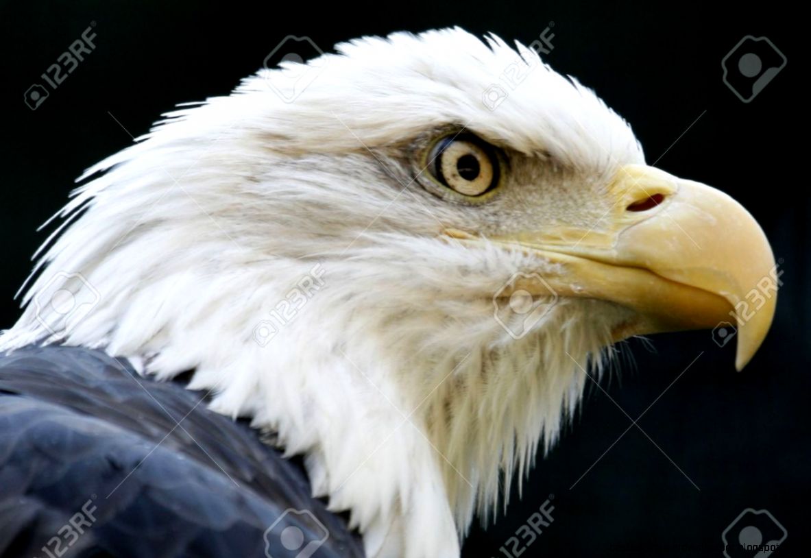 A Fierce Looking Bald Eagle Ready To Attack Stock Photo Picture A Fierce Looking Bald Eagle Ready To Attack Stock Photo Picture