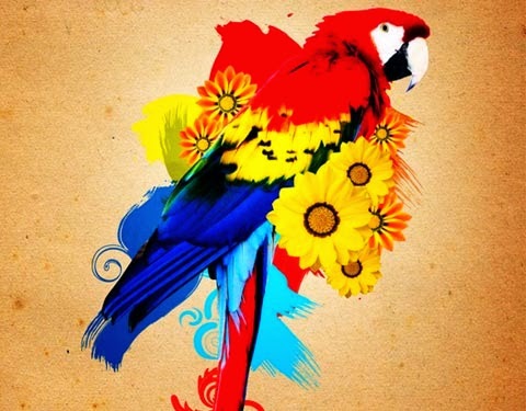 Beautiful Parrot Photo Manipulation Beautiful Parrot Photo Manipulation