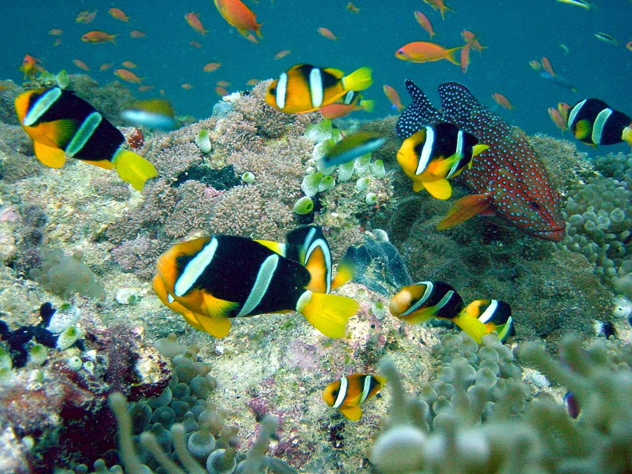 ACQUASCAPING TRA SOGNO O REALTA' DI UN MONDO SOMMERSO. - Fish & Corals