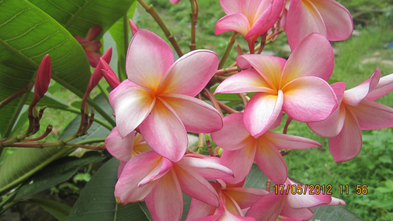 Different Flowers in Bangladesh Description