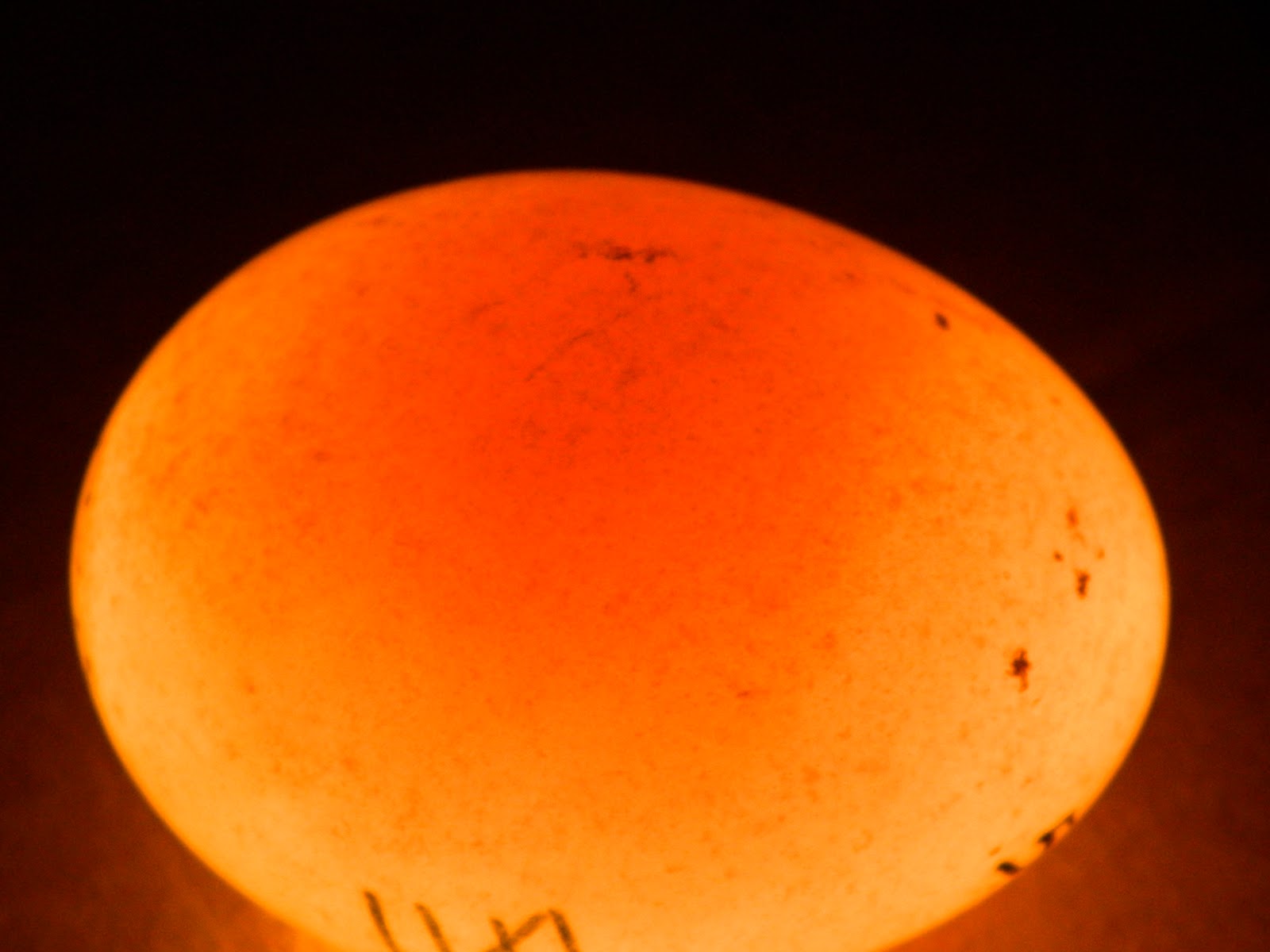 Eggs Eggs Tension Glaucus Atlanticus Sea Angel Viola Organism Marine Egg fonewall