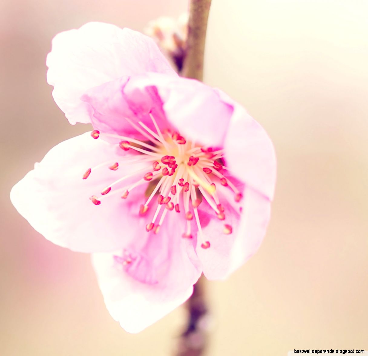 Pretty Pink Flower HD desktop wallpaper High Definition Pretty Pink Flower HD desktop wallpaper High Definition