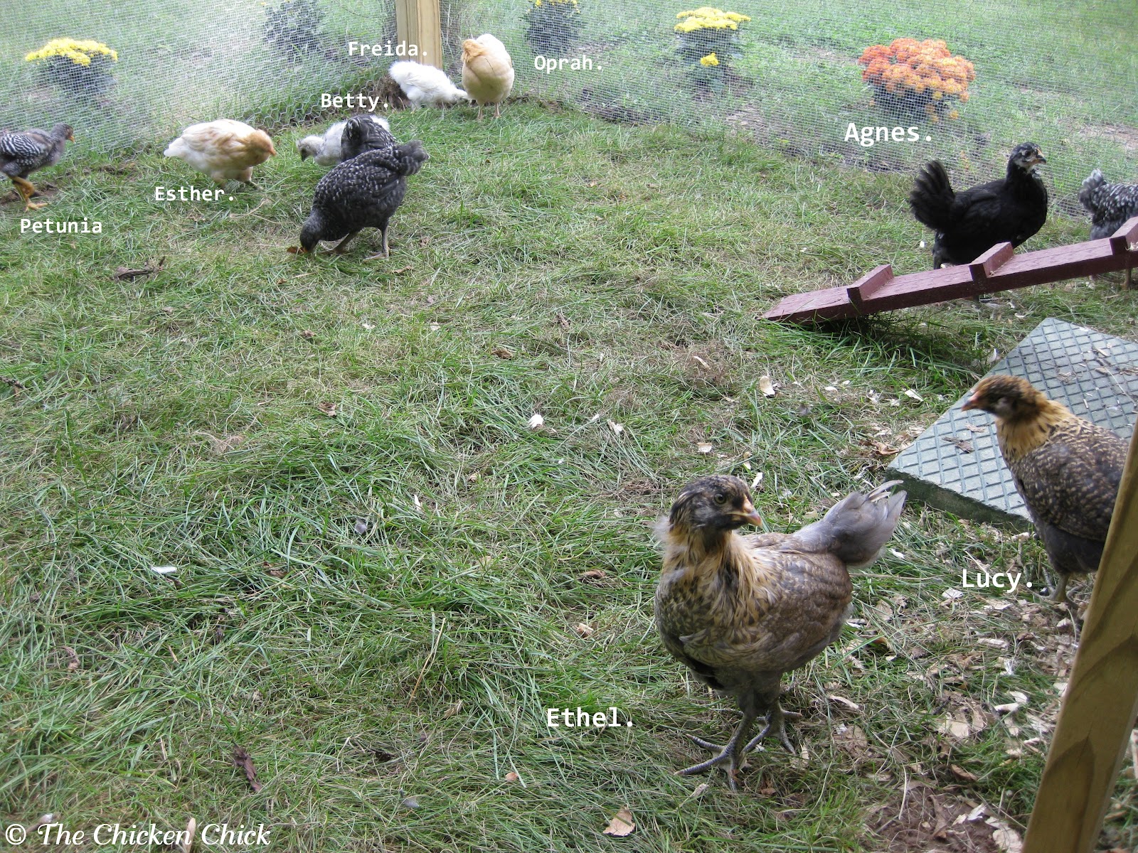 Coop Training Chickens to Roost & Use Nest Boxes The Chicken Chick®