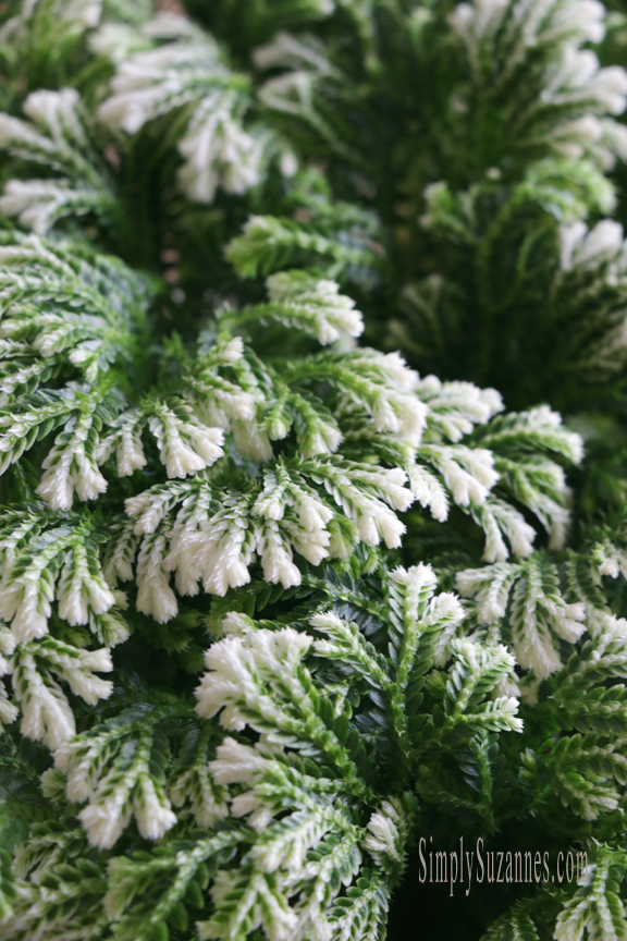 Simply Suzanne's AT HOME frosted ferns . . . my Winter love!