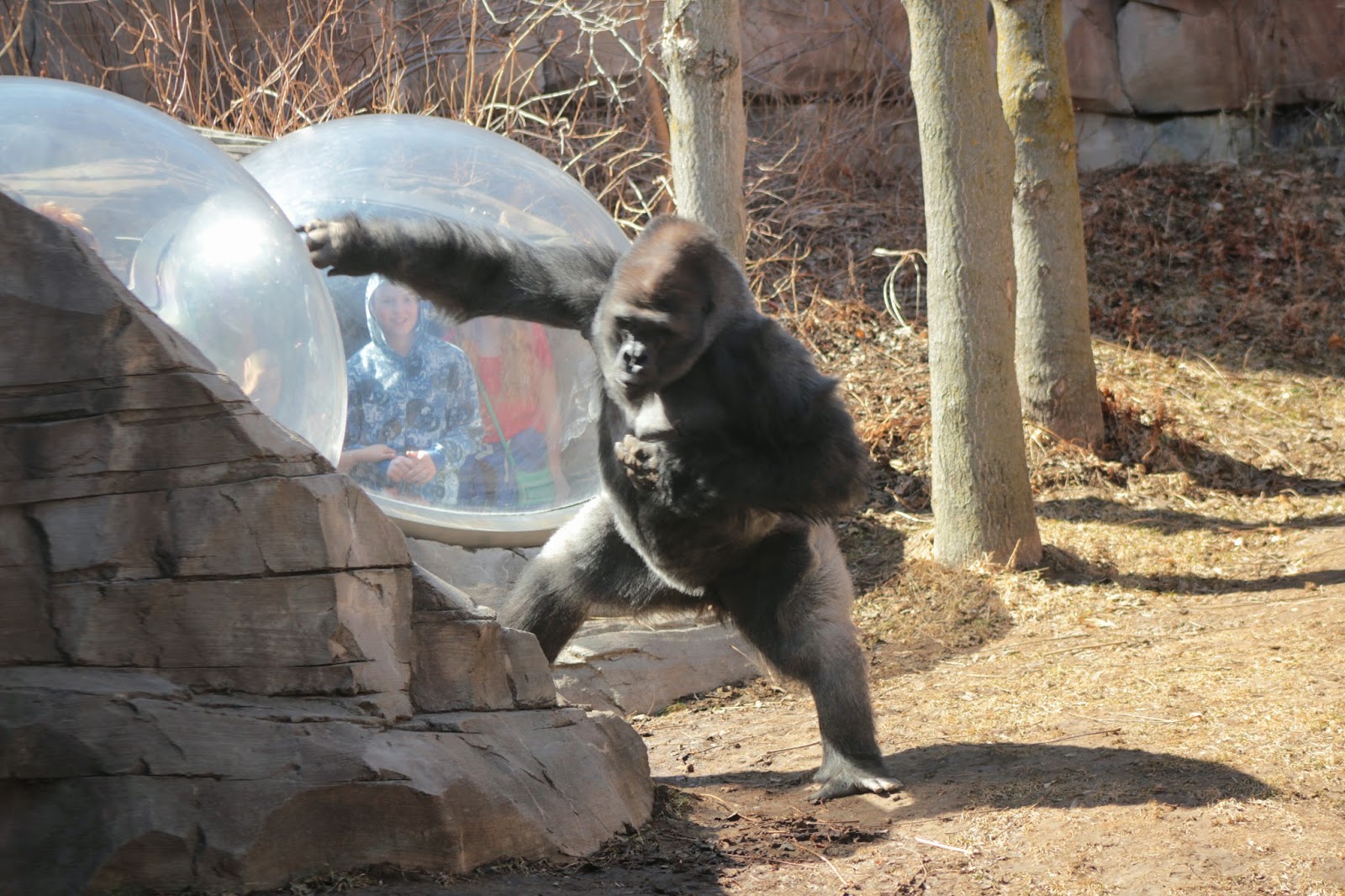 the point of them is Gorillas like to bang on the glass and pick their