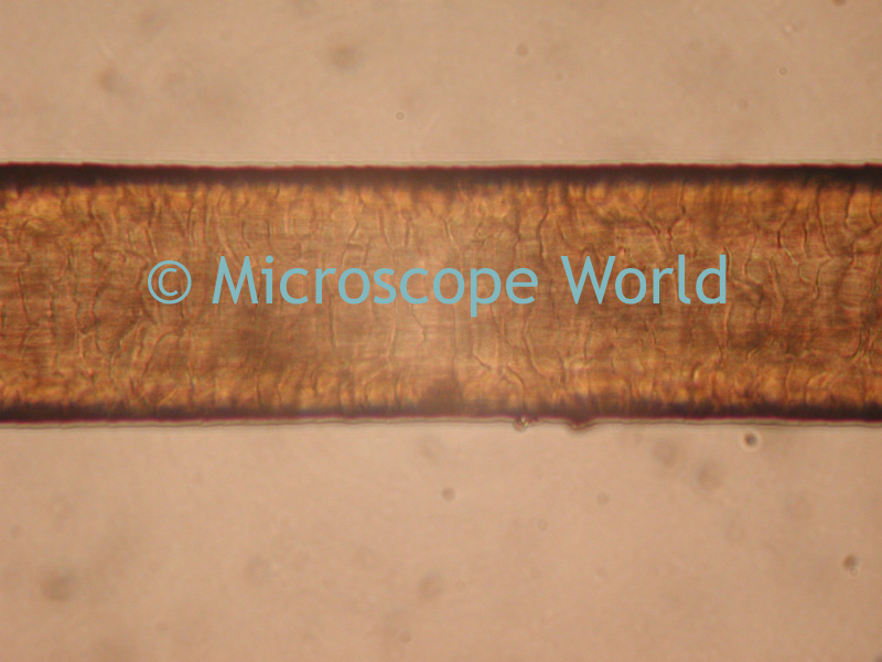 Microscope World Blog Making Microscope Slides
