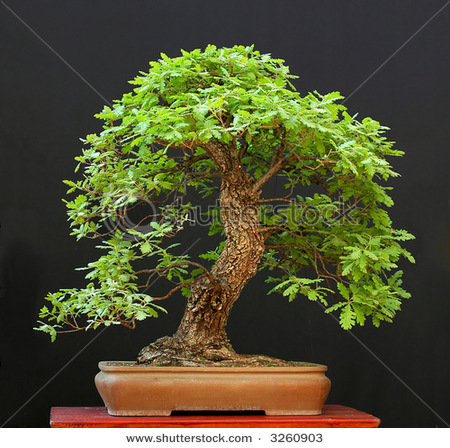 Carvalho Japonês-Quercus Acutíssima-Kunugui... 19.+oak