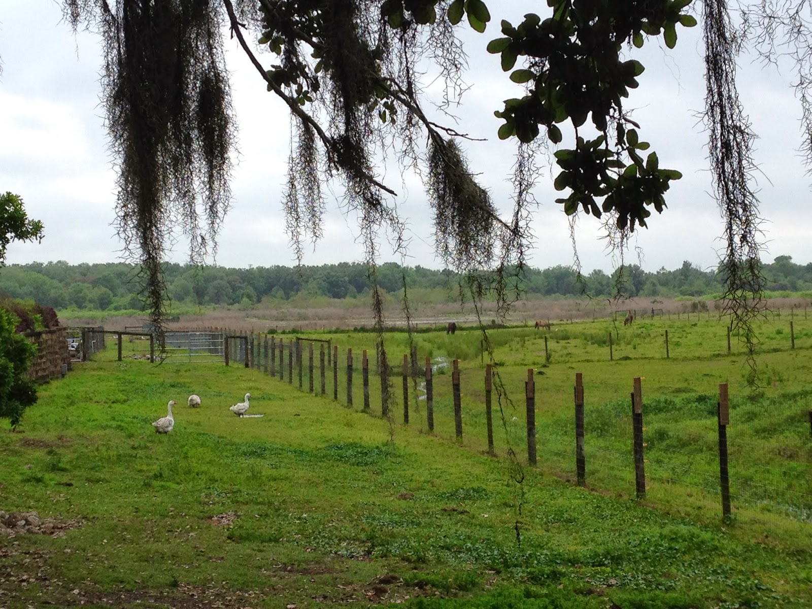 My Crazy Quilt Life Visit To Lake Meadow Farm.......