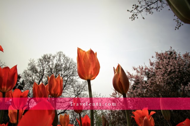 april 2014 travelentz