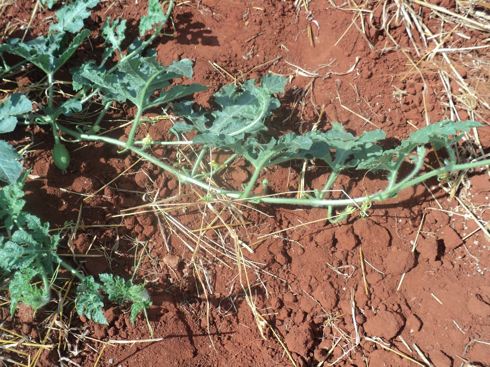 Farmvest Kenya Some insights into Watermelon farming (pictorials)
