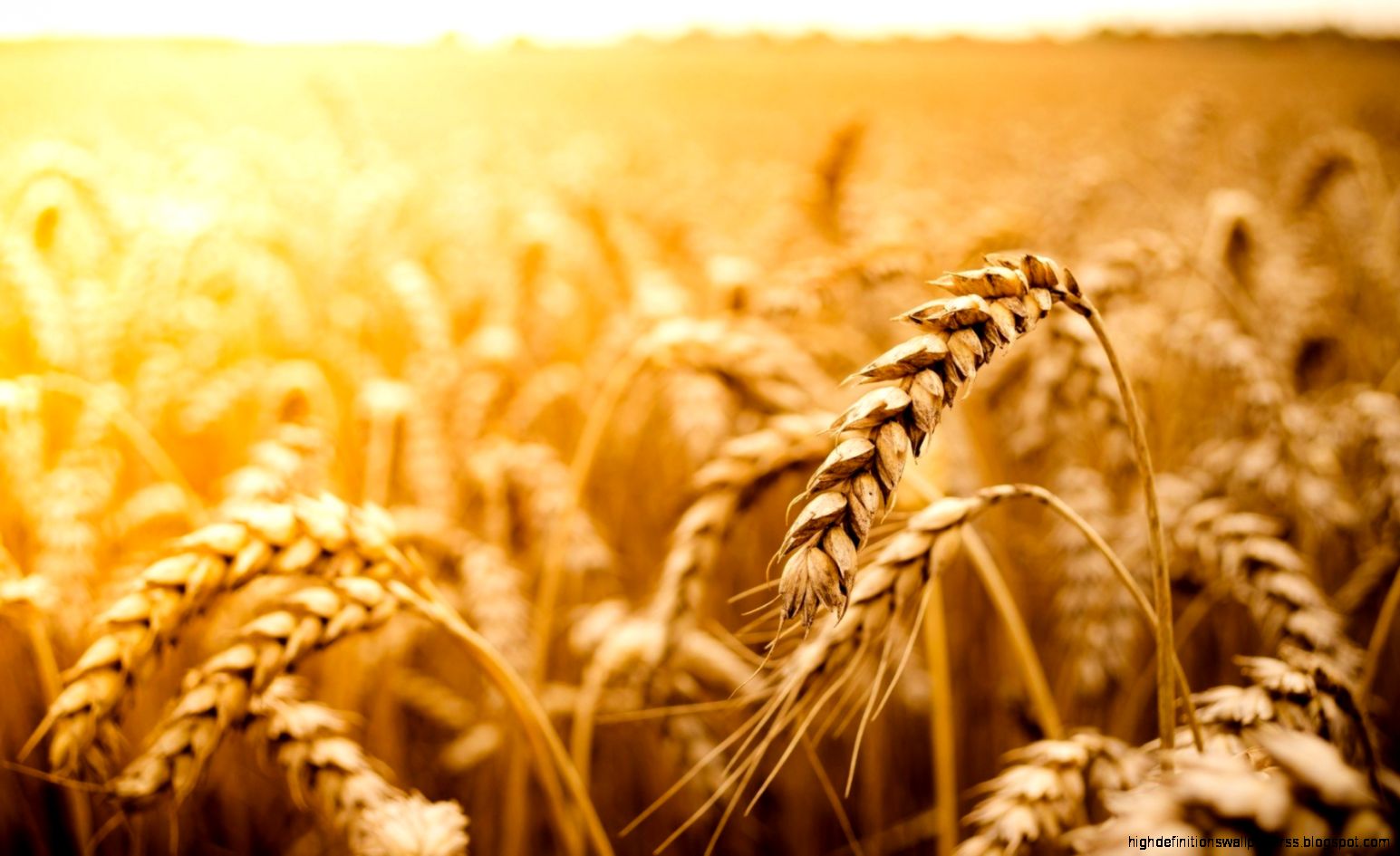 Nature Wheat Sunlight Creative Photography Wallpaper Wallpaper Nature Wheat Sunlight Creative Photography Wallpaper Wallpaper