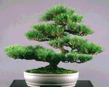 Black Pine Bonsai on Learn Japanese                                    The Art Of Bonsai